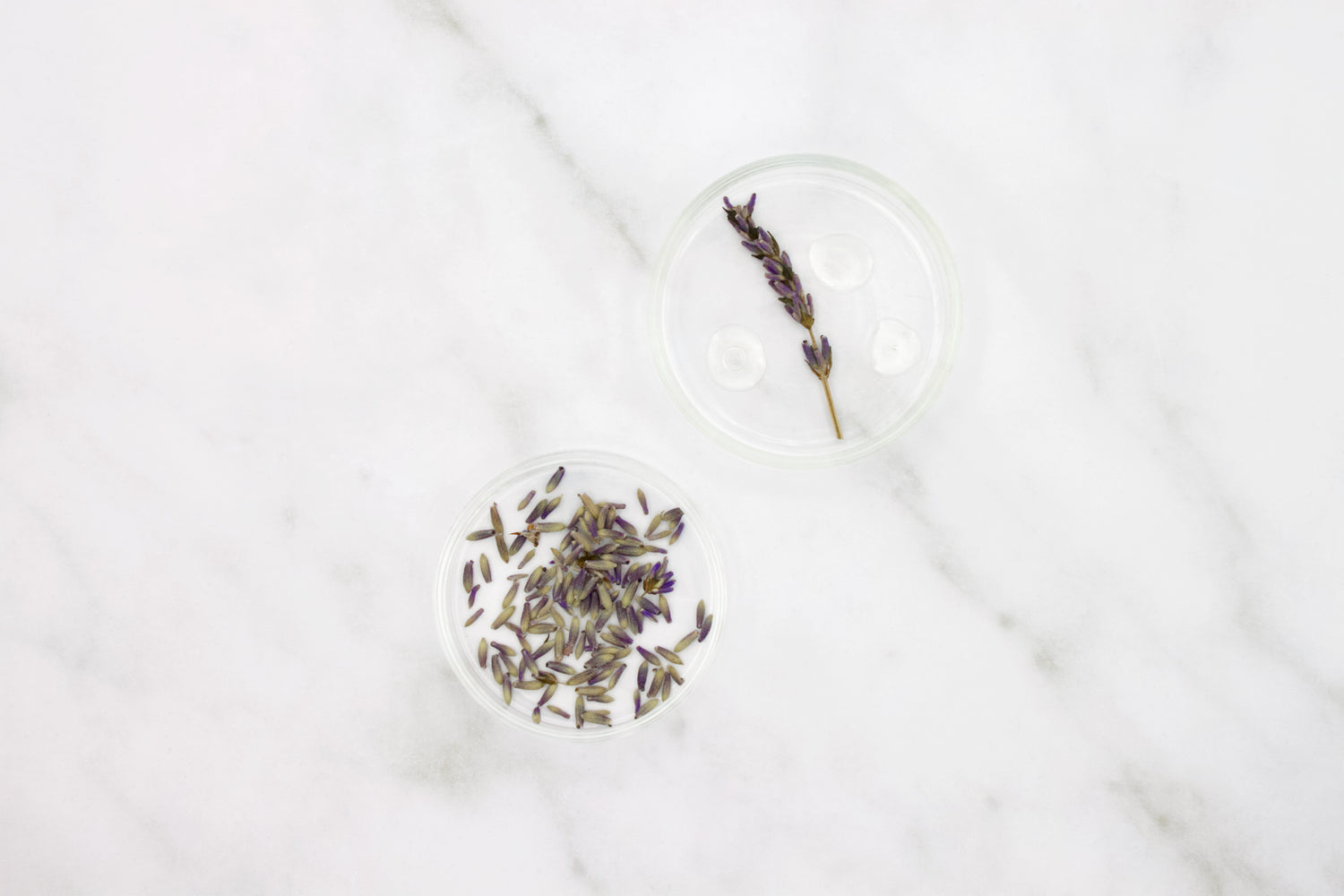 Dried lavender sprigs and petals in glass dishes, representing Lavandox, a lavender-derived ingredient in Skincerity for its natural botox-like effect